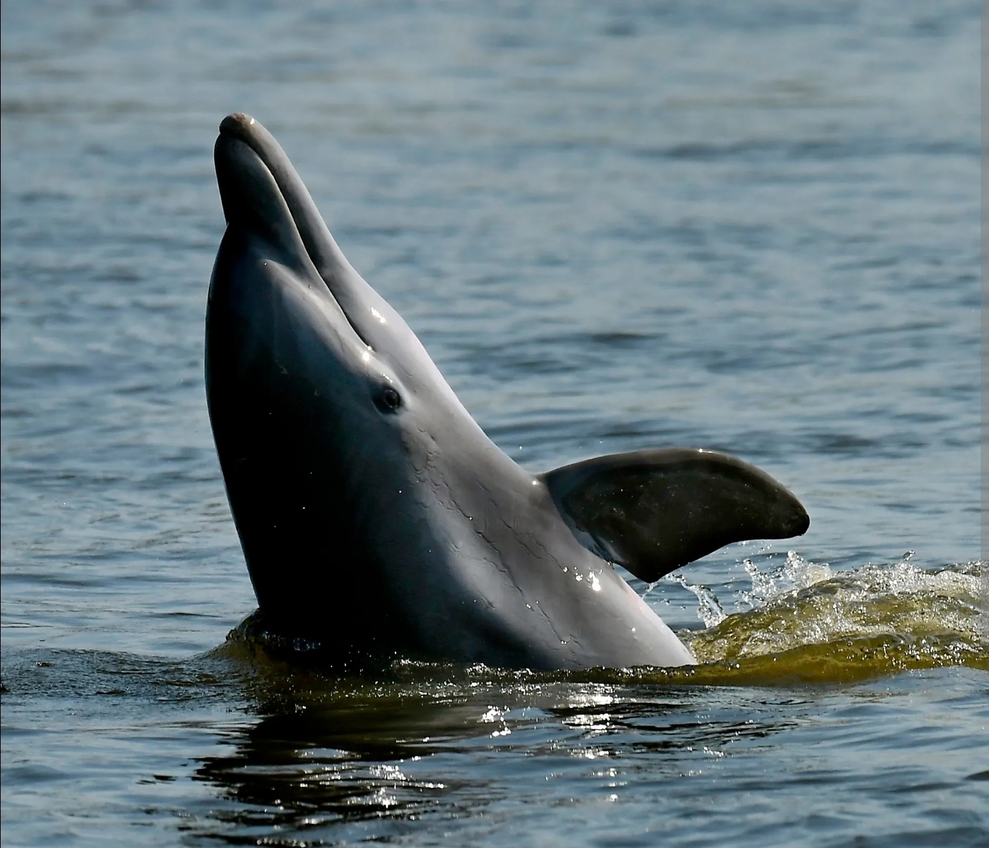 Dolphin