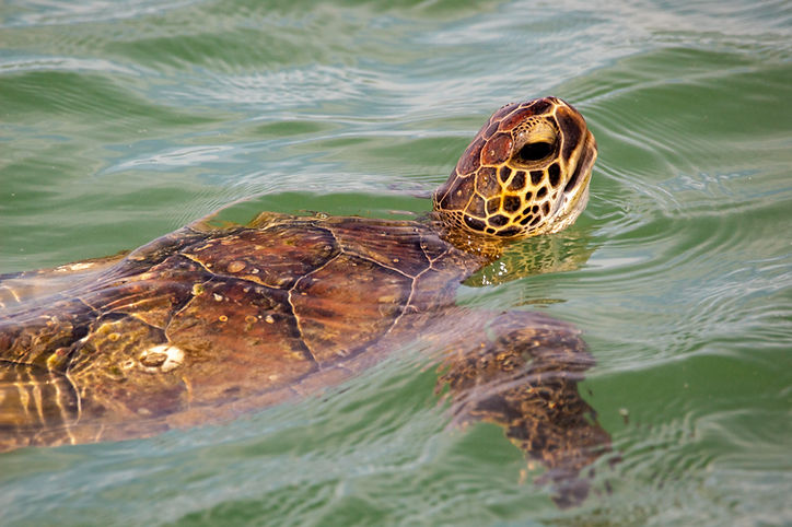 Sea turtle