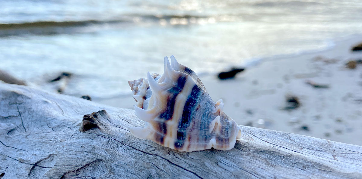 Conch