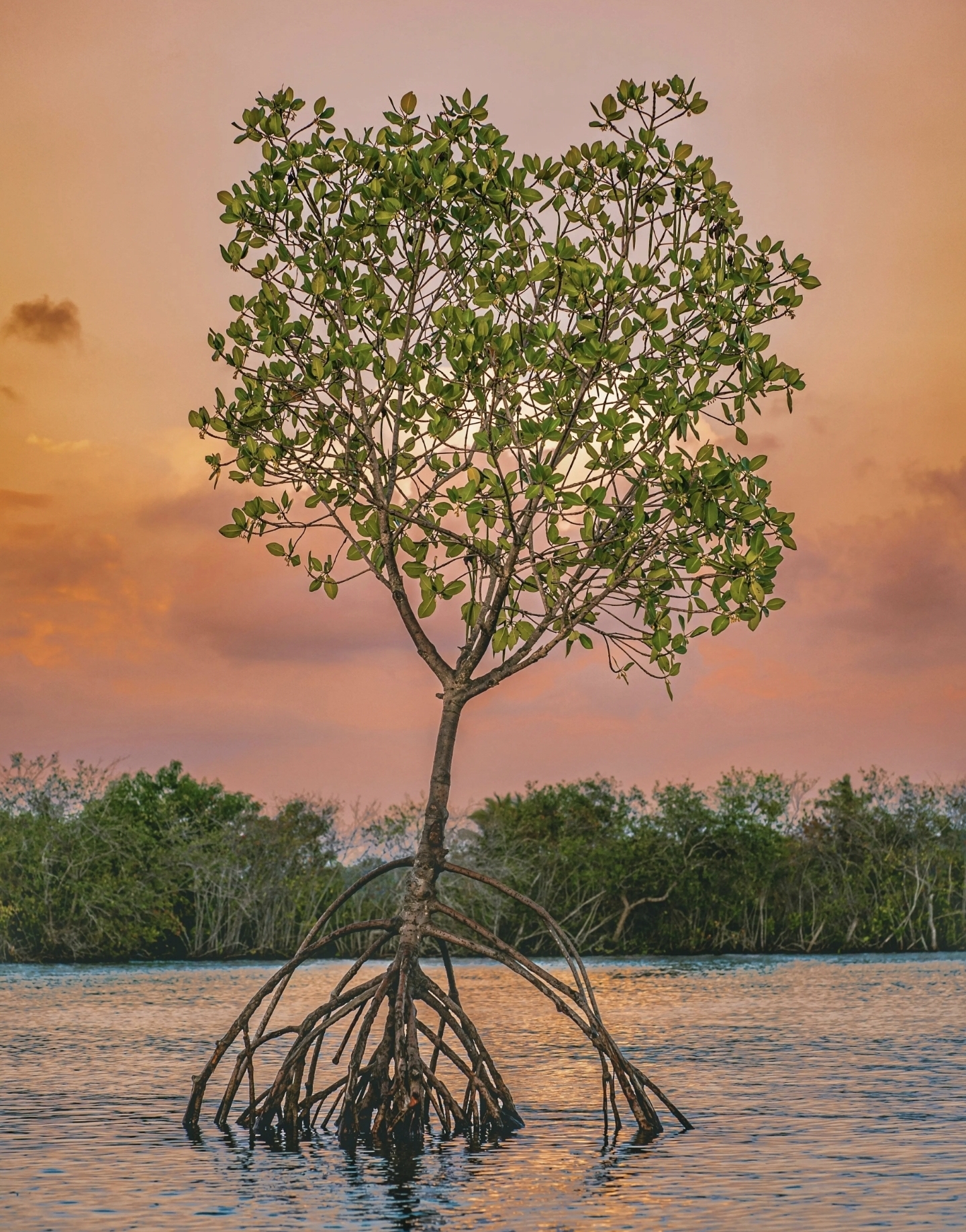 Mangrove